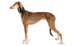 Saluki Dog Breed Information Pictures Characteristics Facts Dogtime