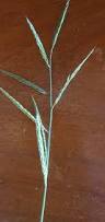 Image result for Eriochloa meyeriana