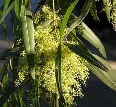 Image result for Searsia tenuinervis