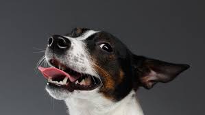 Things You Should And Shouldn T Do For Your Neutered Dog