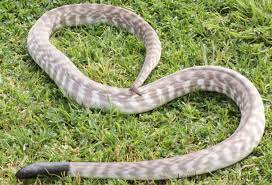 Silver Axanthic White Chinned Black Headed Pythons Ghost Bhp Unproven