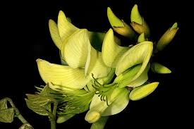 Image result for Erythrina afra