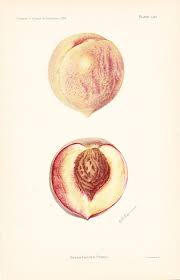 1905 Fruit Print Everbearing Peach Vintage Home Kitchen Etsy Ap Drawing Plant Art Fruit Print