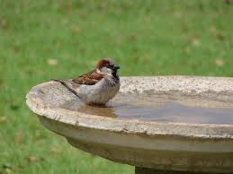 There is no hard and fast rule about how often a bird should bathe. Bird Bath Simple English Wikipedia The Free Encyclopedia
