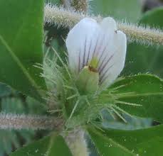 Image result for Blepharis diversispina