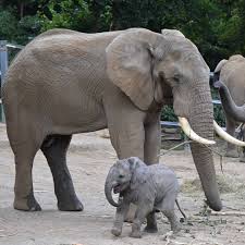 Der Grune Zoo Wuppertal On Instagram Da Hat Sich Der Kleine Tsavo Aber Ganz Schon Erschrocken Als Der Grosse Elefantenbulle Tooth Plotzli Elephant Animals