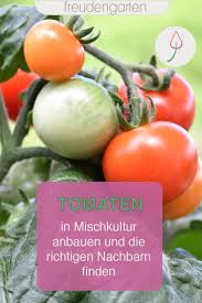 Mischkultur Gute Nachbarn Fur Tomaten In 2020 Mischkultur Tomaten Garten Tomaten Pflanzen