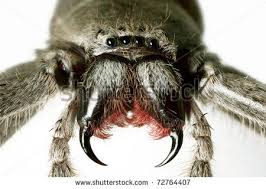 One of the soldiers stands on his bed, while the other is. Spider Eyes Closeup Stock Photos Images Pictures Australian Spider Spider Australian Animals