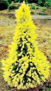 30pcs Blue Cedar Rare Bonsai Tree Perennial Evergreen Plant Family Garden Landscape Tree For Home Garden Woody Plants Evergreen Plants Conifers Garden Shrubs