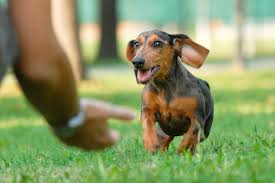 To select the plan that is right for you, consider Walmart Adds Pet Insurance Rover Services As Animal Adoptions Soar