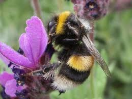 Image result for Bombus sporadicus