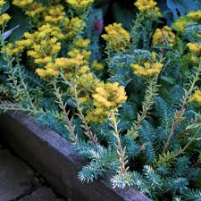 Image result for Sedum