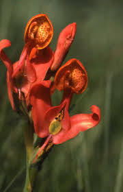 Image result for Disa welwitschii