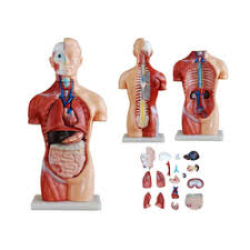 This diagram depicts human heart anatomy for kids 744×991 with parts and labels. Human Anatomy Torso 18 Parts Torso Models à¤® à¤¨à¤µ à¤§à¤¡ à¤¹ à¤¯ à¤®à¤¨ à¤Ÿ à¤°à¤¸ In Ambala Libra Enterprises Id 20738260048