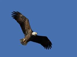 Explore and share the best eagle gifs and most popular animated gifs here on giphy. Top 30 American Eagle Gifs Find The Best Gif On Gfycat
