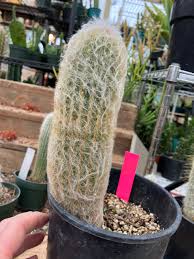 Image result for Sopubia lanata