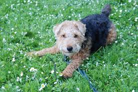 Yet he is always on the lookout for action and entertainment. Welsh Terrier Hunde Informationen Zu Den Rassen Omlet