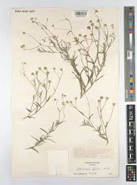 Image result for Gutenbergia rueppellii