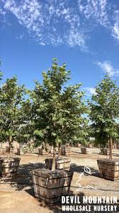 Image result for Platostoma montanum