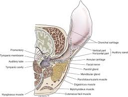 Image result for External Ear