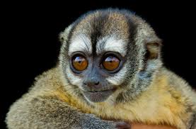 Bird That Sounds Like A Monkey At Night Nancy Ma S Night Monkey Aotus Nancymaae Is A Night Monkey Species From South America It Is Found In Brazil And Peru Monkey Species New World Monkey Primates