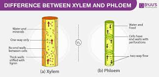 Parenchyma cells, sclerenchyma cells, collenchyma cells, xylem cells, and phloem cells. Difference Between Xylem And Phloem Major Differences