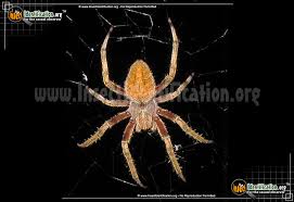 North carolina has a large number of spiders belonging to the fishing, jumping, cobweb, and huntsman family. Orb Weaver Araneus Spp