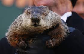 According to lore, if the groundhog emerges from his burrow on february 2 and sees his shadow, he will be frightened back into his hole. Groundhog Day 5 Bizarre Things You Don T Know About This Quirky Tradition