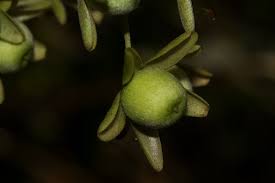 Image result for Paralepistemon shirensis