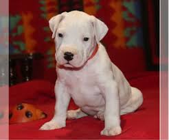 With their breeder, waiting for you! Dogo Argentino Puppies For Sale In Usa Page 1 10 Per Page Puppyfinder Com