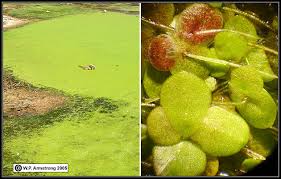 Image result for Lemna gibba