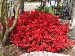 Rhododendron Obtusum Kurume Krume Azalea Azaleas Rhododendron Plants