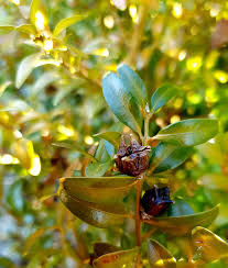Varför får buxbom gula blad. Idag Har Jag Samlat Froer I Min Tradgard Wexthuset