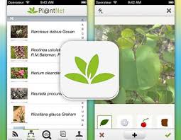 Top free plant identification app picks. 10 Best Plant Identification Apps In India India Gardening