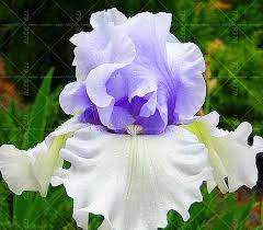 20pcs Bonsai Iris Flower Perennia Flower Seeds Rare Flower Seeds Bearded Iris Seeds Nature Plants Orchid Flower Di Iris Flowers Rare Flowers Beautiful Flowers