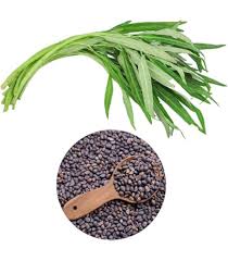 Image result for Cucumis aculeatus