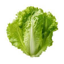 Lettuce