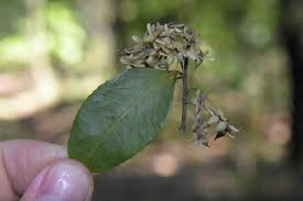 Image result for Sladeniaceae