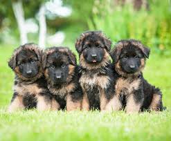Various dog breeds are often confused for the german shepherd. How To Select A German Shepherd Puppy German Shepherd Dog Hq