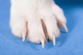 A dew claw on a cat is an example of a vestigial structure because over time, they have lost their purpose and are not necessary to the cat's survival. How Many Claws Does A Dog Have Quora
