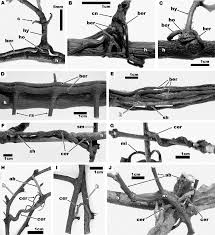 Image result for Vanwykia remota