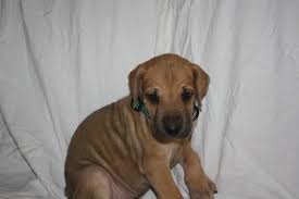 Our litters are typically planned so that we have both black and chocolate puppies available. Akc Registered Labrador Puppies For Sale In Grand Junction Colorado Classified Americanlisted Com