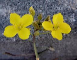 Image result for Erucastrum