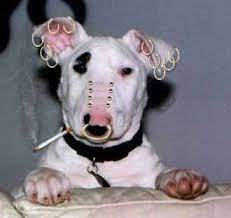 Pin On World Piercing