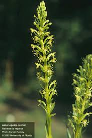Image result for Habenaria arenaria