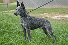 In this video i go over the pros and cons of docking a dogs tail. Australian Stumpy Tail Cattle Dog Wikipedia