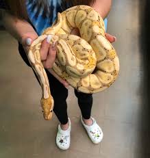 They are a mixture of yellow, pink, orange, red and purple colors and no two are alike. Zout Of Stockz Banana Ball Python Cb 4 Year Old Male Pyt
