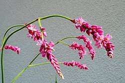 Image result for Persicaria madagascariensis