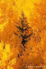 Lone Pine Dixie National Forest Utah David C Schultz By Eva0707 Aspen Trees Nature Beautiful Fall