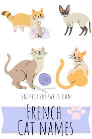 Inspired by the famous disney cartoon mouse, this name is perfect for a black and white tomcat. 210 French Cat Names Cute Kitten Names With Meanings Snippets Of Paris
